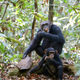 Two chimpanzees in the Taï forest of Côte d’Ivoire. They are using the stone to crack nuts.